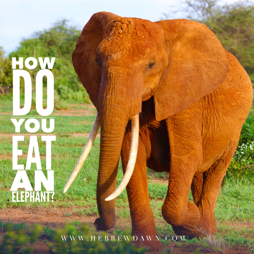 HebrewDawn: How do you eat an elephant? Bite, by bite.